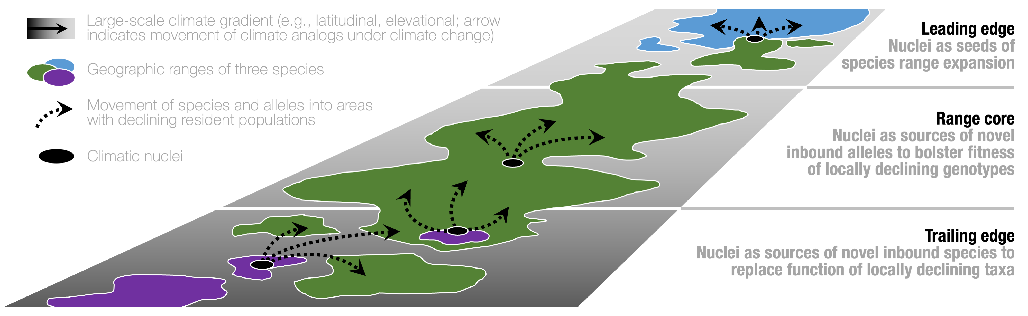 Conceptual illustration of climatic nuclei