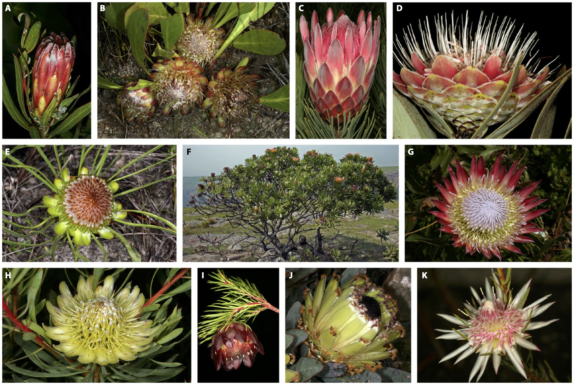 Protea species in South Africa